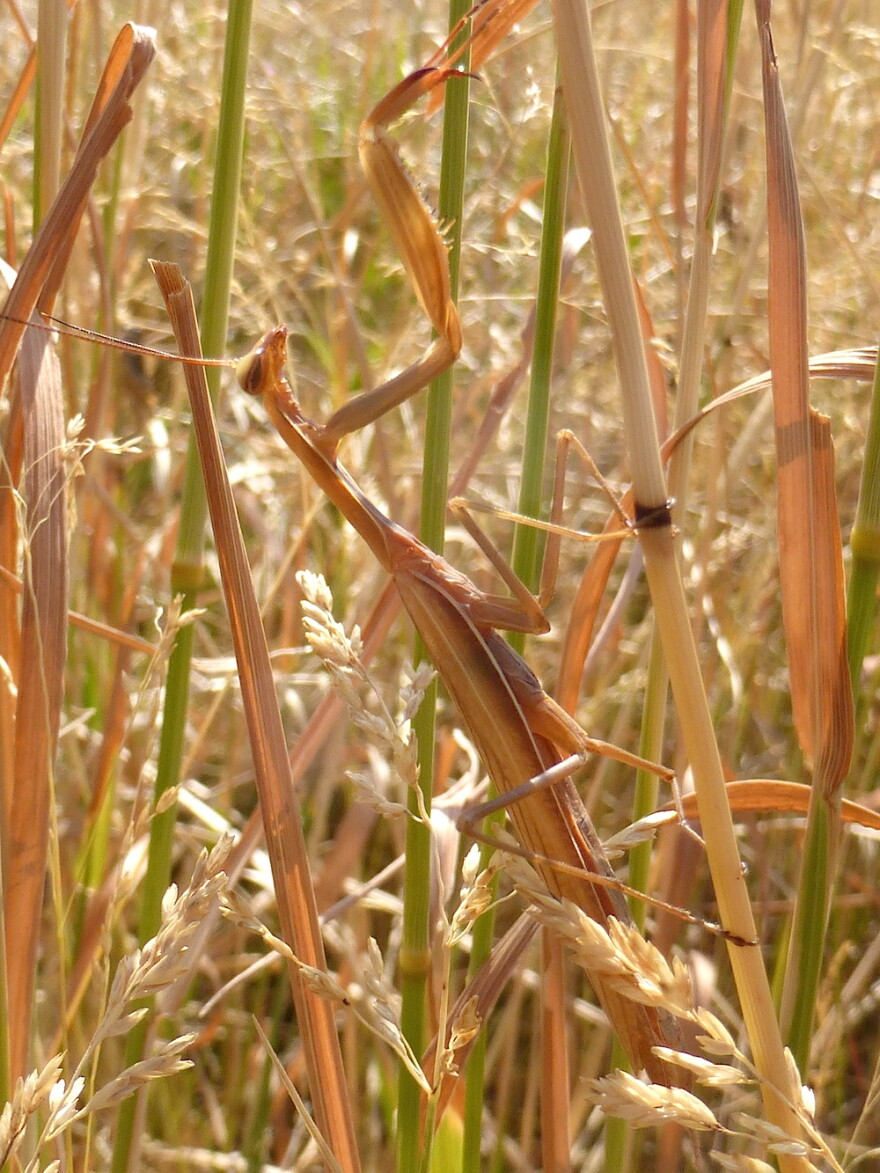 Praying mantis.